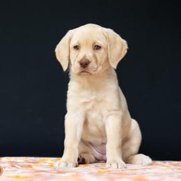 Donut - Yellow Labrador Retriever puppy in Pittsburgh, Pennsylvania from Sun Ridge Labradors