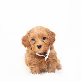 Goldendoodle Puppies from 757 Doodles