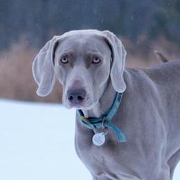 Molly - Weimaraner