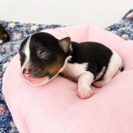Wednesday - Parti female Yorkshire Terrier puppy in Jacksonville, Florida from Yorktown Yorkies