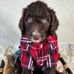 Baloo - Brown and white male Aussiedoodle puppy in Haleyville, Alabama from The Cuddly Dood Ranch