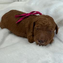 Marcie - Red  female Goldendoodle puppy in Stratford, New Jersey from Meadow Lark Doodles
