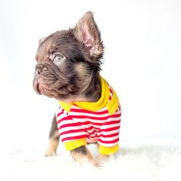 Milo - Tricolors male French Bulldog puppy in Porter, Texas from Whatabulldog