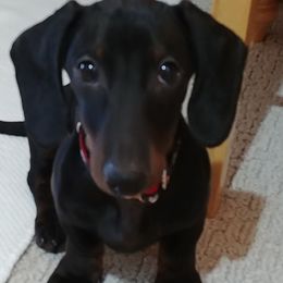 Finley - Dachshund