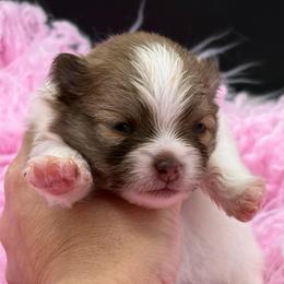 Meadow - Chocolate parti female Pomeranian puppy in Franklin, North Carolina from A&J Cutie Pawtooties