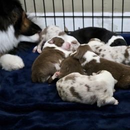 Australian Shepherd, Miniature American Shepherd, Miniature Australian Shepherd, and Toy Australian Shepherd Puppies from Painted Blue Aussies