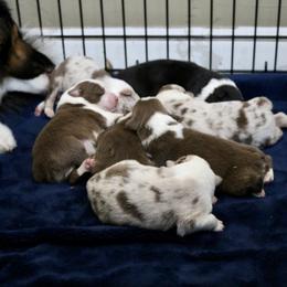 Australian Shepherd, Miniature American Shepherd, Miniature Australian Shepherd, and Toy Australian Shepherd Puppies from Painted Blue Aussies