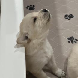 Labrador Retriever Puppies from Luvable AZ Labs