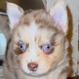 Whoopee - Lavender female Pomsky puppy in Spring Hill, Florida from PDQ Pomskies