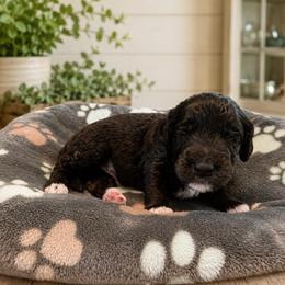 Scout - Black male Goldendoodle puppy in Portland, Tennessee from Happy_Tails_by_TJ