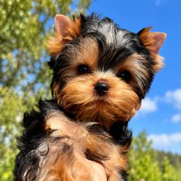 Baby Boy - Blue and gold male Yorkshire Terrier puppy in Placerville, California from Diamond Springs Boutique
