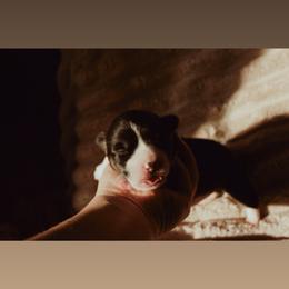Winnie - Black and tan female Pembroke Welsh Corgi puppy in La Porte City, Iowa from Cedar River Corgis