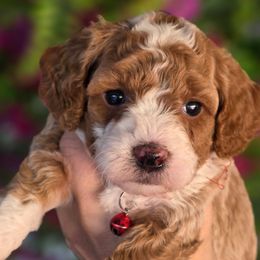 Marshmallow - Red  female Goldendoodle puppy in Vernon, Texas from Sugarland's Texas Goldendoodles