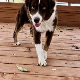 Miniature Australian Shepherd All Grown Up from Furrever.Mini.Aussies.llc