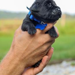Blue Boy - Black male Labrador Retriever puppy in Linville, Virginia from Virginia Labradors