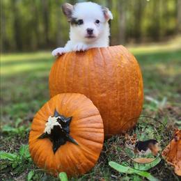 Bellagio - Gray and white female American Corgi puppy in Cameron, North Carolina from Butts Family Corgis