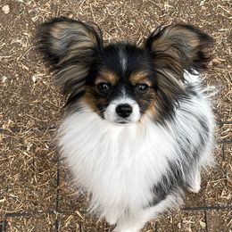 Papillons from Dollar Bar Ranch