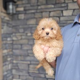 Kip - Red male Cavapoo puppy in Apple Creek, Ohio from Grandeur Valley Puppies