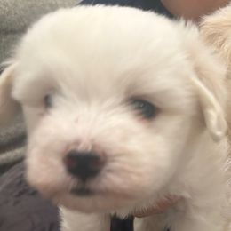 White boy - White male Coton de Tulear puppy in Pflugerville, Texas from Beethoven’s Cotons