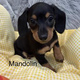 Mandolin - Black and tan female Dachshund puppy in Cabool, Missouri from Dachshund's of Country Magic Farms in Missouri