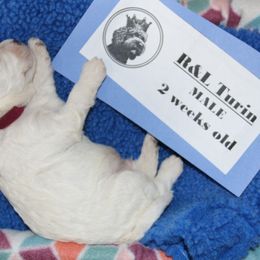 Lagotto Romagnolo Puppies from Royal and Loyal Lagotto Romagnolo