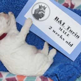 Lagotto Romagnolo Puppies from Royal and Loyal Lagotto Romagnolo
