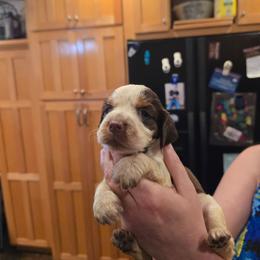 Orange - Liver white and roan female English Springer Spaniel puppy in Henagar, Alabama from Windy Oak Kennels
