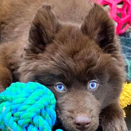 Candy - Red and white female Siberian Husky puppy in East Tawas, Michigan from BurnsBerg's Woolies