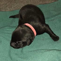 Pink collar Girl 1 - Labrador Retriever puppy from Foundation Retrievers