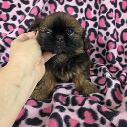 Daisy - Red and tan female Shih Tzu puppy in Waynesboro, Pennsylvania from Big Win Shih Tzus