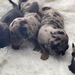 Dachshund Puppies from Hart Dachshunds