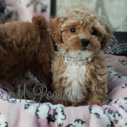 Poodles from M & M Poodles