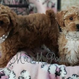 Poodles from M & M Poodles