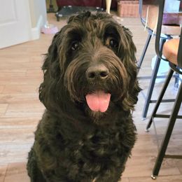 Gertie - Assorted Doodle Crosses