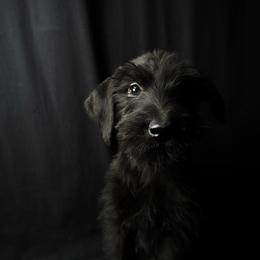 Girl 2 - Baby Pink Collar - Black female Giant Schnauzer puppy in St George, Utah from Schnauzer Ranch