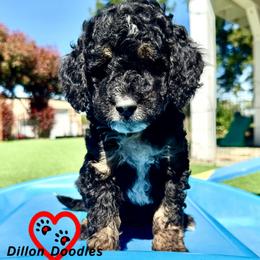 Boy 5 - male Bernedoodle puppy in Vacaville, California from Dillon Doodles