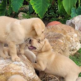 Labrador Retrievers from Charmed Labradors