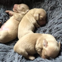 Dachshunds from Brydox