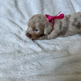 Winnie - Dachshund puppy from Honey Creek Doxies