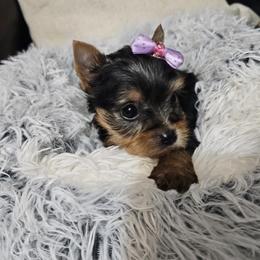 Princess (3800) - Black and tan female Yorkshire Terrier puppy in Phoenix, Arizona from Luxury Pups AZ