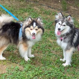 Pomskies from waxhaw pomskys