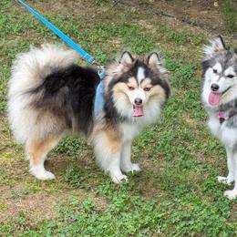 Pomskies from waxhaw pomskys