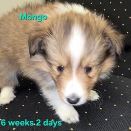 Mongo - Sable & white male Toy Shetland Sheepdog puppy in Houston, Texas from LaLa's Lilliputian Lassies