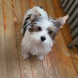 Yorkshire Terrier Puppies from Rosey’s Yorkies