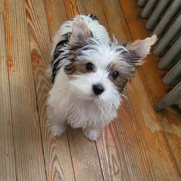Yorkshire Terrier Puppies from Rosey’s Yorkies