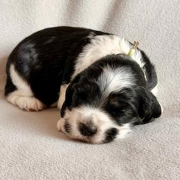 Apollo - Sable and white male Cocker Spaniel puppy in Lily, Wisconsin from Sylvan Acres Spaniels