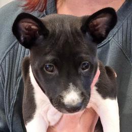 Girl 2 - Maererano's Star of Africa - Black and white female Basenji puppy in Lehi, Utah from Maererano Basenjis