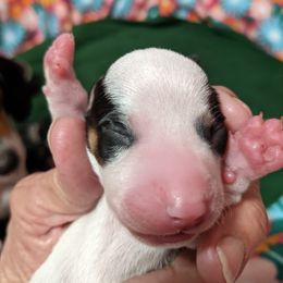 Boy 3 - Black and tan Dachshund puppy in Sarasota County, Florida from Donna's Mini Joys
