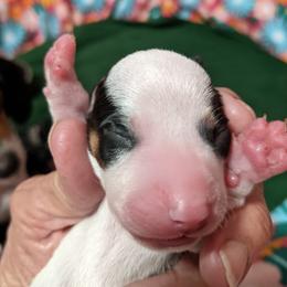 Boy 3 - Black and tan Dachshund puppy in Sarasota County, Florida from Donna's Mini Joys