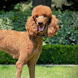 Penny - Poodle